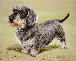 DDS6 - Wire-haired Dachshund