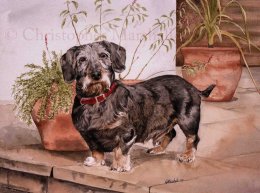 DDS7 - Wire-haired Dachshund