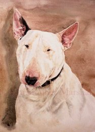 DEB - English Bull Terrier