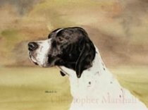 DEP1 - English Pointer
