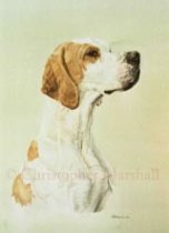 DEP2 - English Pointer