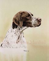 DEP3 - English Pointer