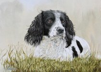 DES10 - English Springer Spaniel