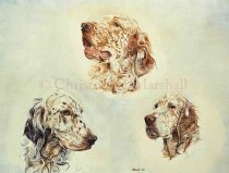 DES1 - English Setter