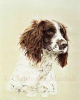 DES1 - English Springer Spaniel