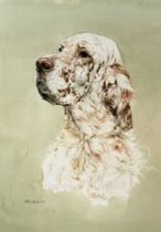 DES2 - English Setter