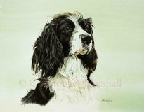 DES2 - English Springer Spaniel