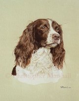 DES3 - English Springer Spaniel