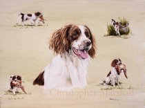 DES4 - English Springer Spaniel