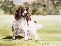 DES5 - English Springer Spaniel