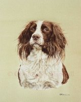 DES6 - English Springer Spaniel