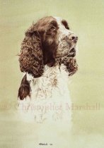 DES7 - English Springer Spaniel