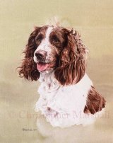 DES8 - English Springer Spaniel