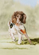 DES9 - English Springer Spaniel