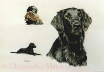 DFC11 - Flat Coat Retriever