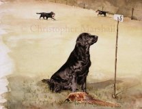 DFC12 - Flat Coat Retriever