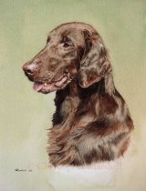 DFC13 - Flat Coat Retriever