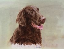 DFC14 - Flat Coat Retriever