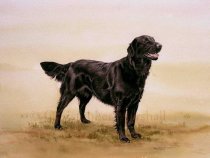 DFC1 - Flat Coat Retriever