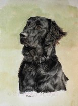 DFC2 - Flat Coat Retriever