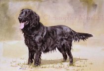 DFC3 - Flat Coat Retriever