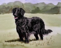 DFC4 - Flat Coat Retriever