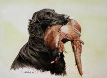 DFC5 - Flat Coat Retriever