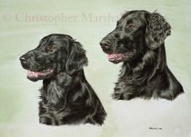 DFC6 - Flat Coat Retriever