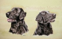 DFC7 - Flat Coat Retriever