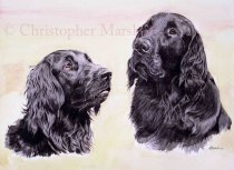 DFC8 - Flat Coat Retriever