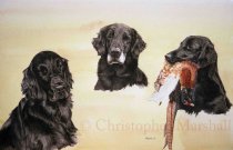 DFC9 - Flat Coat Retriever