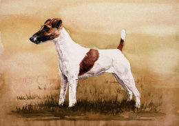 DFT - Fox Terrier