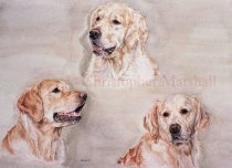 DGR1 - Golden Retriever