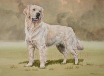DGR2 - Golden Retriever