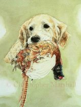 DGR4 - Golden Retriever