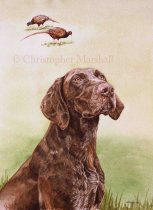 DGSP1 - German Short-haired Pointer