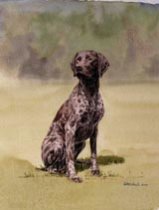 DGSP2 - German Short-haired Pointer