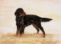 DGS - Gordon Setter