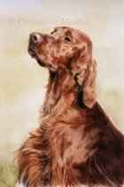 DIS1 - Irish Setter
