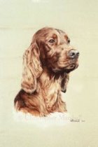DIS2 - Irish Setter