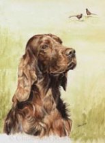 DIS3 - Irish Setter