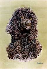 DIWS - Irish Water Spaniel