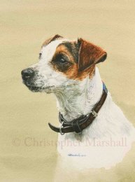 DJR1 - Jack Russell