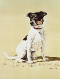 DJR2 - Jack Russell