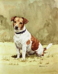 DJR4 - Jack Russell