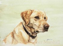 DLR10 - Labrador Retriever