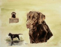 DLR11 - Labrador Retriever