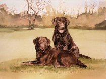 DLR12 - Labrador Retriever