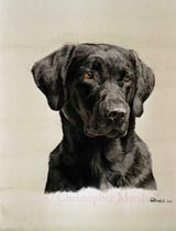 DLR1 - Labrador Retriever