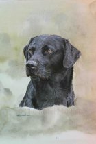 DLR2 - Labrador Retriever